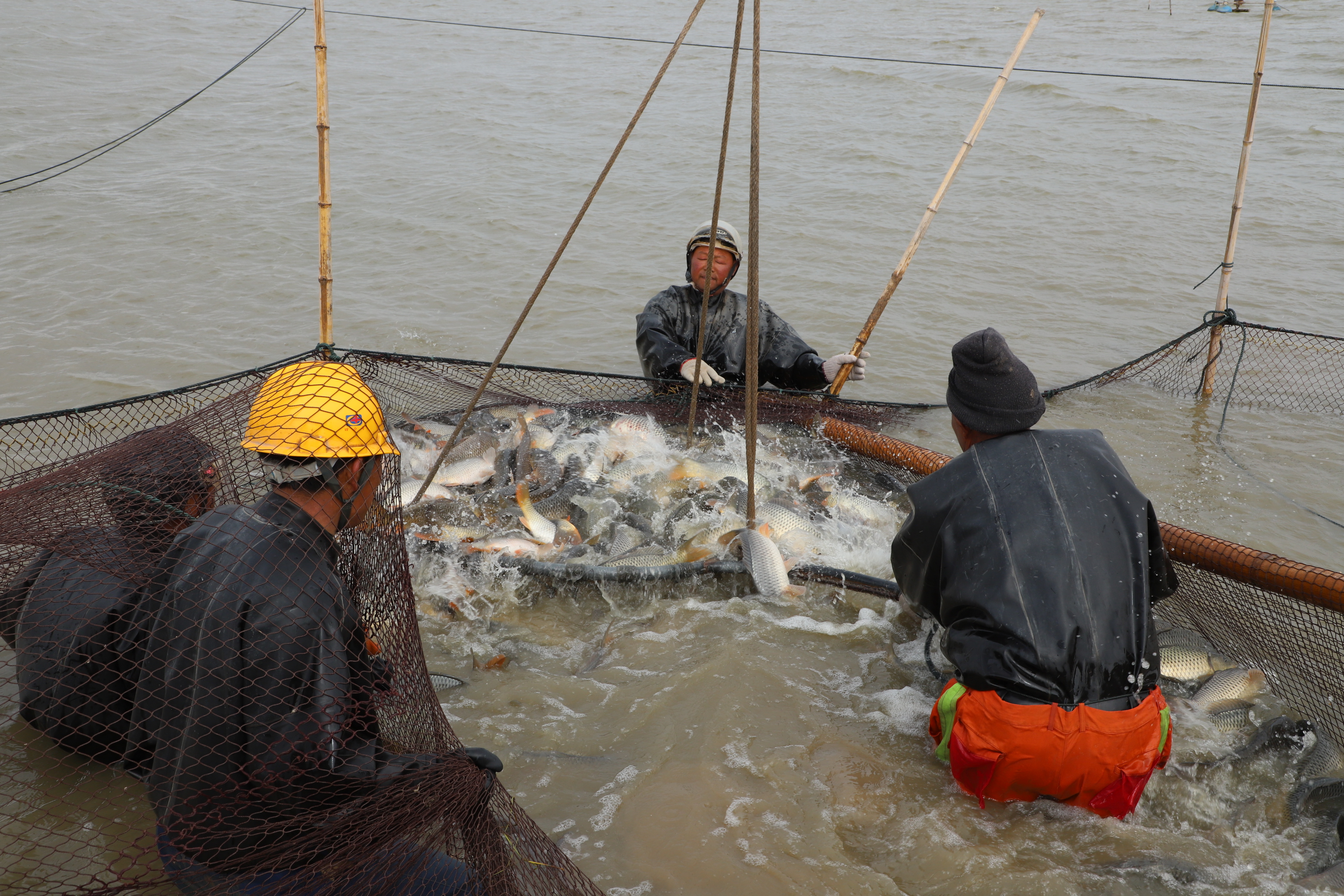 淡水魚起捕銷售.JPG